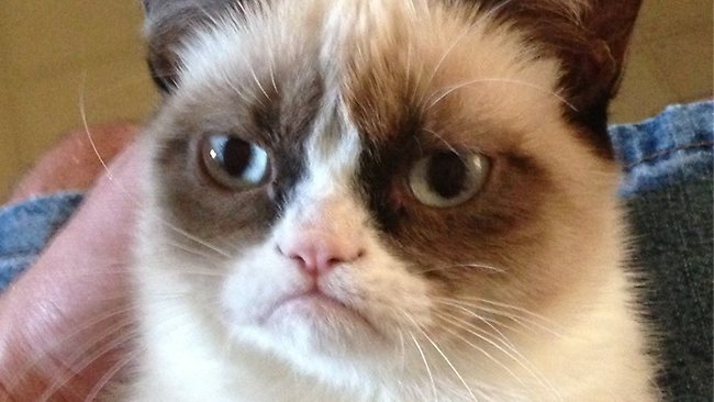 758034-tardar-sauce-the-cat.jpg
