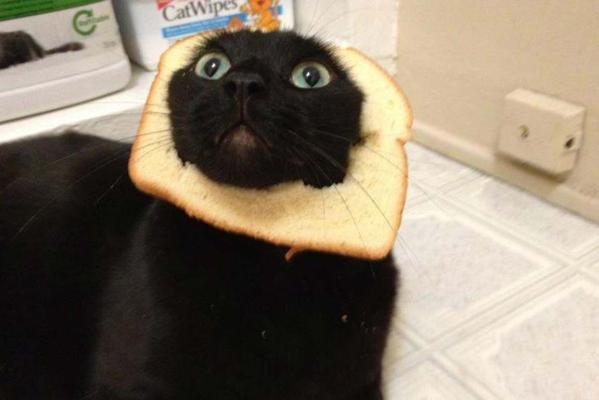 Catinbread.jpg