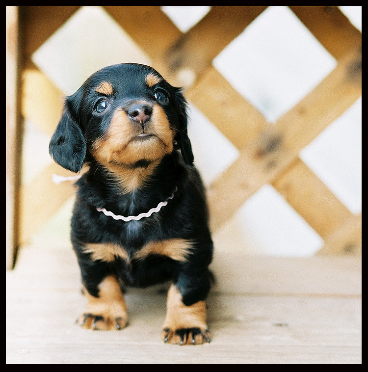 cuttest puppy world.jpeg