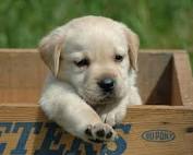 Dog.jpeg