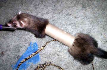 Ferret.jpg