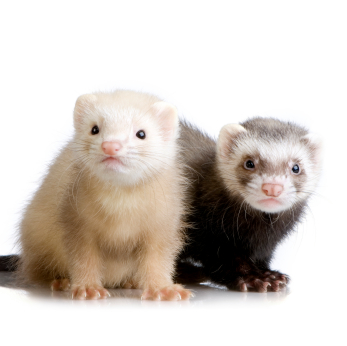 ferret.jpg
