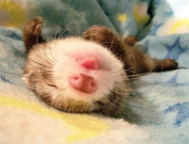 Ferret.jpg