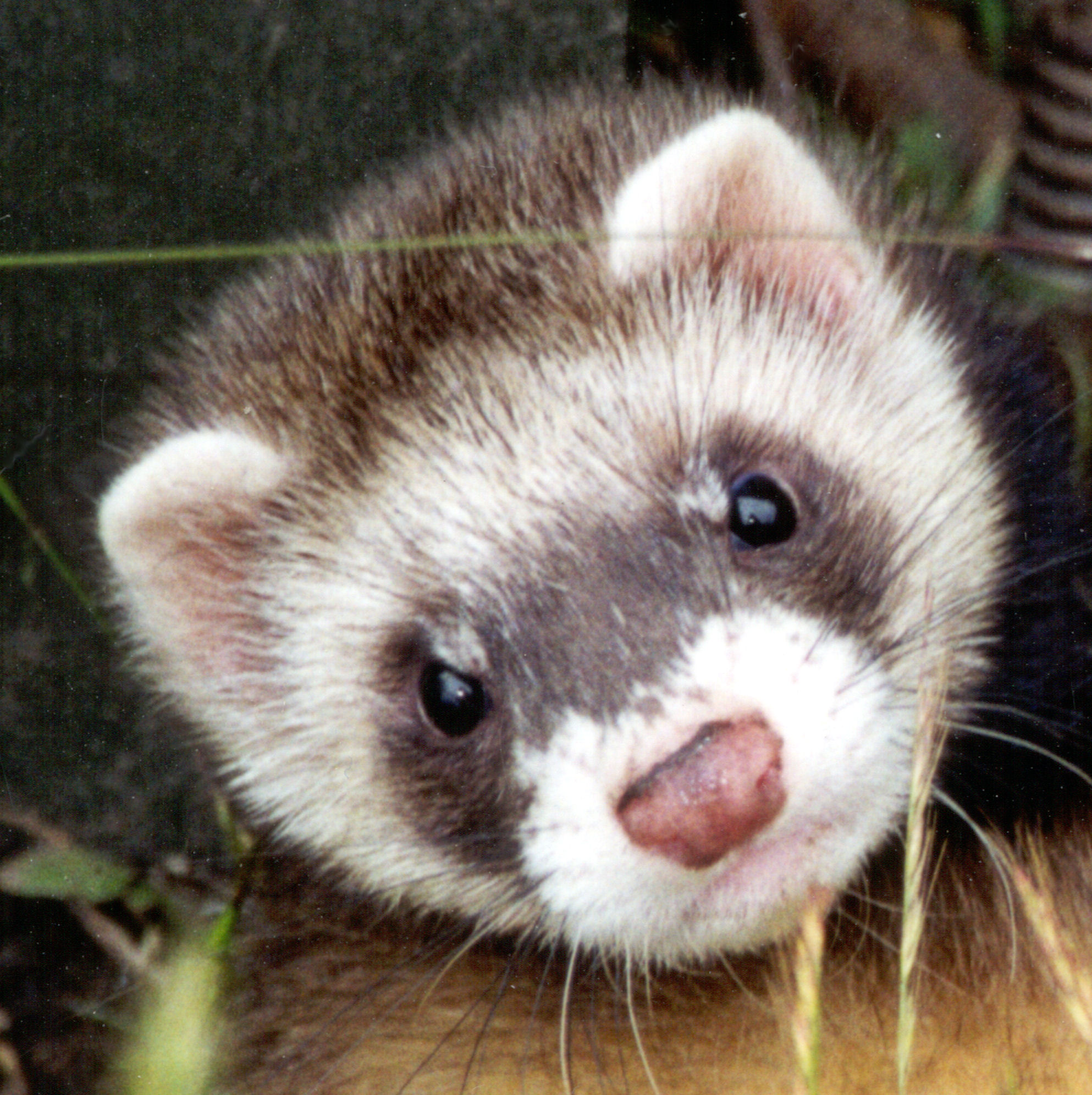 Funny-Ferret-Cute-Small-Pets-Wallpaper-Pictures-07.jpg