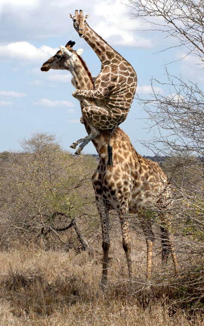 GiraffePiggyback.jpg