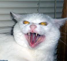 imgres-1.jpeg
