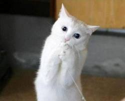 imgres.jpg