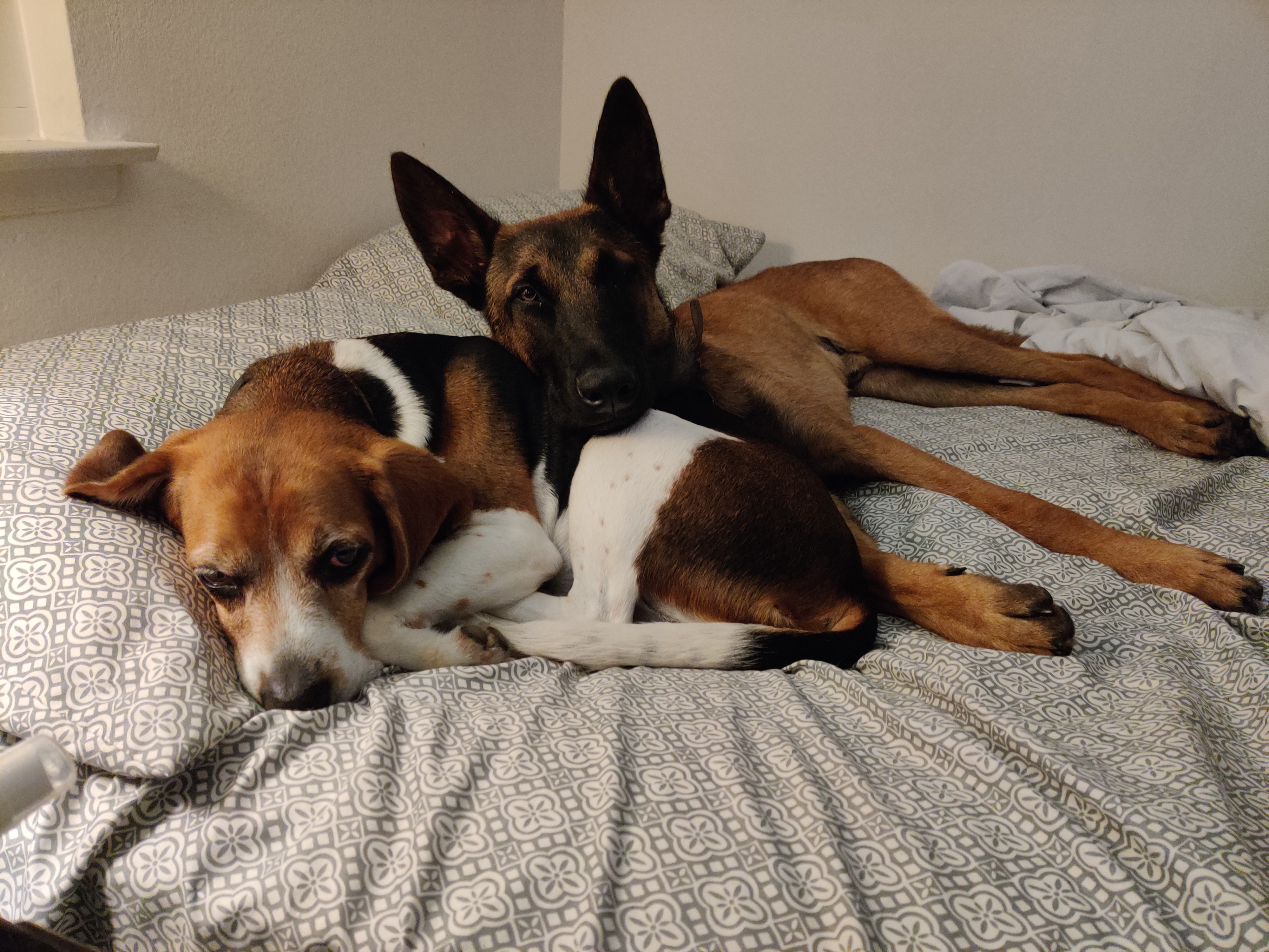 max and winston 1.jpg