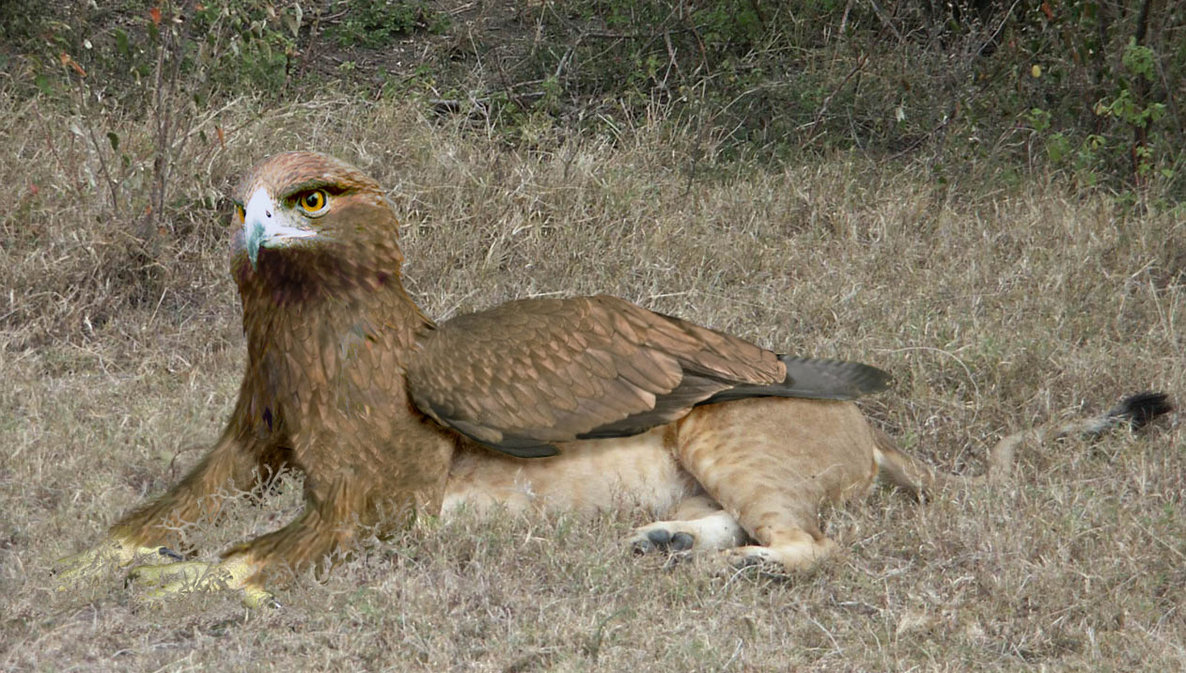 methegryphon.jpg