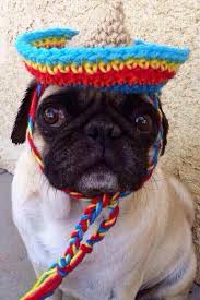 mexdog.jpg