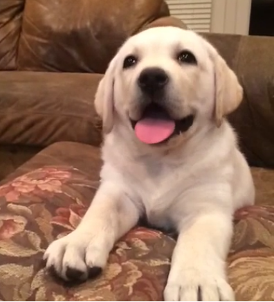 puppy.png