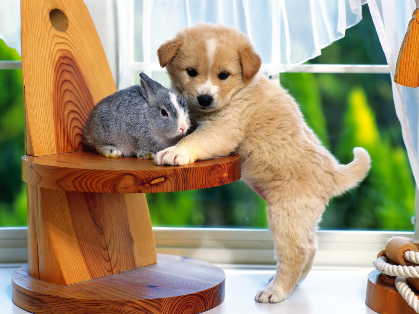 Puppy with Bunny.jpg