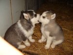 Puppy!.jpg