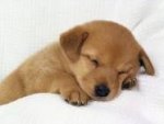 puppy.jpeg