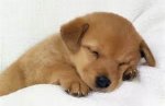 Puppy.jpeg