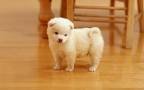 puppy.jpg