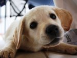 golden-labrador-puppy_34708_990x742[1].jpg