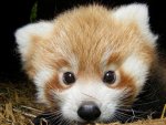 Red-panda-3.jpg