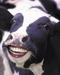 Funny-Cow-23.jpg