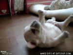 french-bulldog-cant-roll-over-o.gif