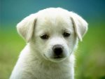 Puppy-3-dogs-1993798-1024-76811.jpg
