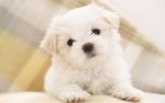 Cute_Puppy_Wallpaper.jpg
