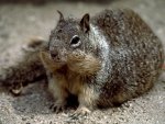 rock-ground-squirrel_5901_600x450.jpg
