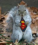 Superman_Squirrel.jpg