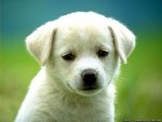 cute-puppy-small-dog-wallpapers.jpeg