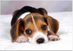 puppy.png