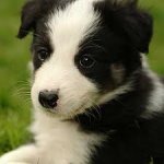 pup.jpg