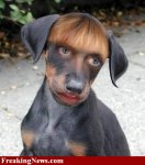 Cute-Puppy---8469.jpg