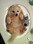 puppy-in-a-sink.jpg