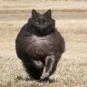 MajesticCat