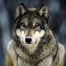 Wolfpackk