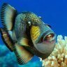 DQsFish