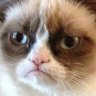 AngryCat