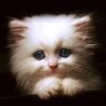 Rowcat