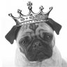 LordOfPugs