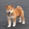 IJEsmitt4