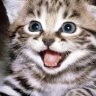 TigerMode_