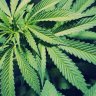LexonLoveWeed