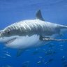TheGnasherShark