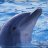 killer_dolphin
