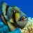 DQsFish