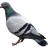 PigeonClan